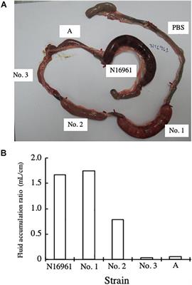 Virulence of Cholera Toxin Gene-Positive Vibrio cholerae Non-O1/non-O139 Strains Isolated From Environmental Water in Kolkata, India